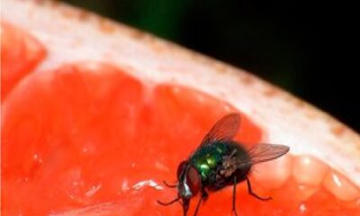 Cómo acabar con las moscas en tu casa