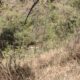 Suman 3 heridos tras caída de vehículo en barranco en Michoacán