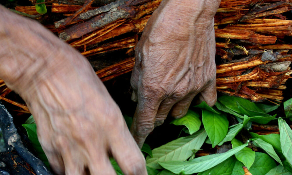Ayahuasca: ¿Cuáles son las experiencias más comunes entre consumidores?