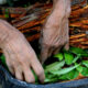 Ayahuasca: ¿Cuáles son las experiencias más comunes entre consumidores?