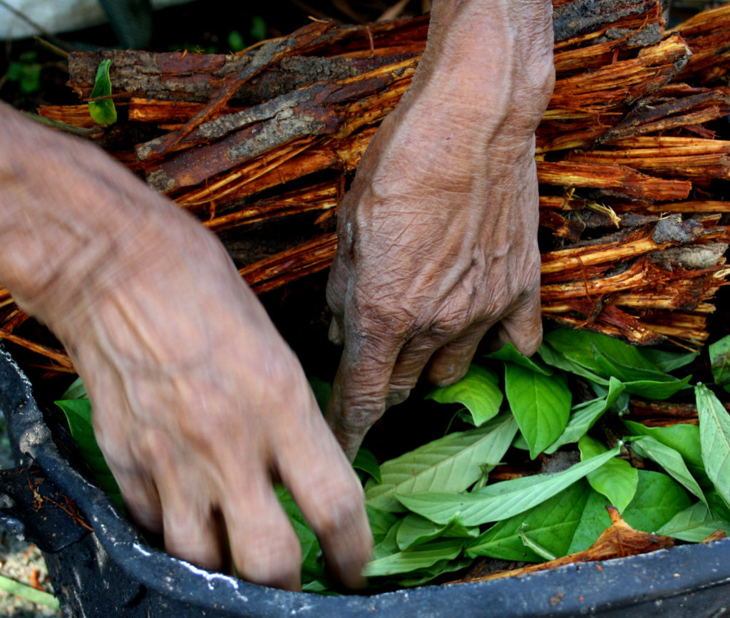 Ayahuasca: ¿Cuáles son las experiencias más comunes entre consumidores?