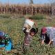 Varios hijos de jornaleros enfermos y muertos en Sinaloa