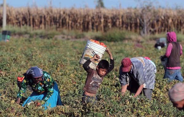 Varios hijos de jornaleros enfermos y muertos en Sinaloa