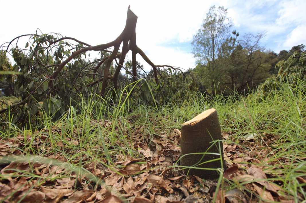 Quieren evitar entrega de apoyos al agro en zonas deforestadas