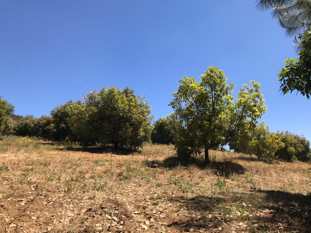 Con Alfonso Martínez proliferó la plantación de aguacate en Cerro del Águila