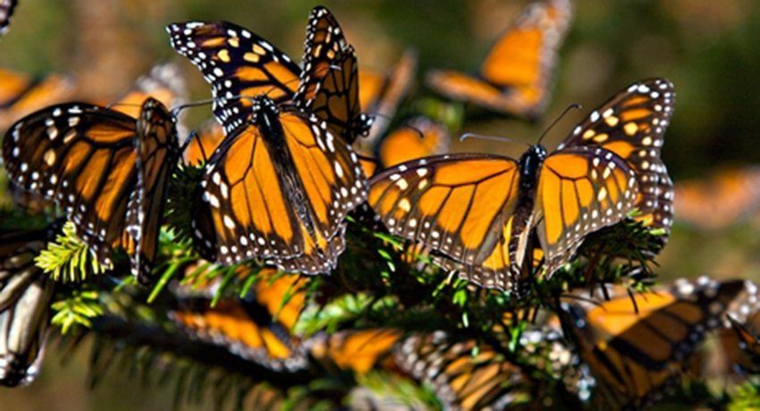 Conoce la historia detrás del impresionante Santuario de la Mariposa Monarca en Michoacán