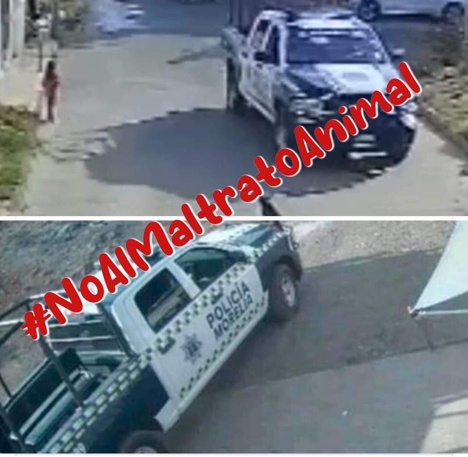 Policías de Morelia atropellan a perrito intencionalmente