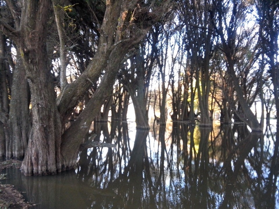 Los Sabinos un pequeño paraíso de agua y ahuehuetes a una hora de Morelia