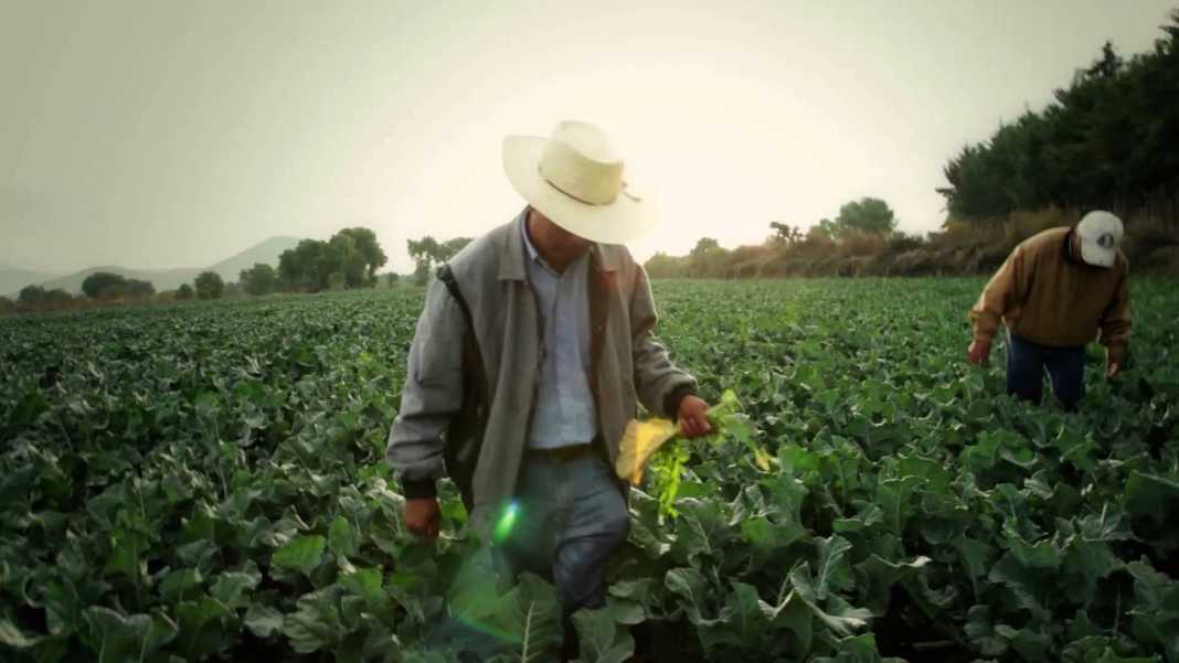 Michoacán, líder nacional en cosecha de estos productos agrícolas