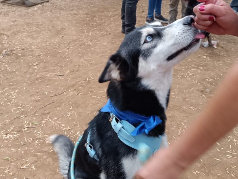 Perros Huski abandonada Morelia