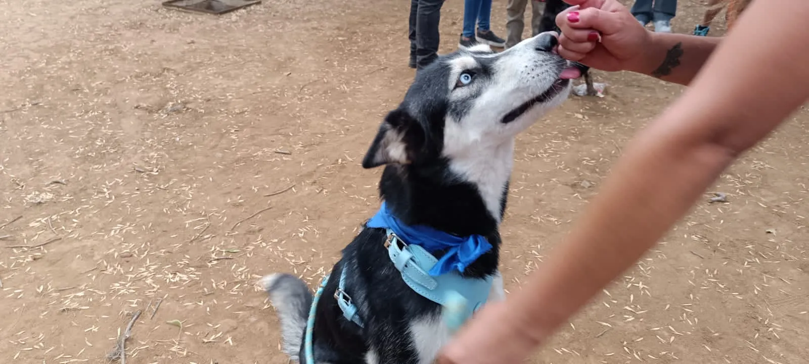 Perros Huski abandonada Morelia