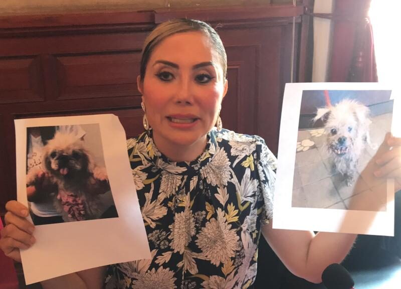 Regidora de Morena, Paulina Murguía señalada por solapar la venta de animales en Morelia