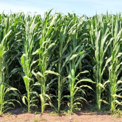 Se suma Canadá a consultas contra México por maíz transgénico