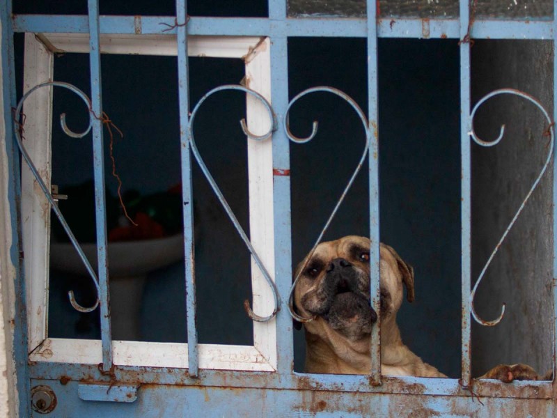 Caso omiso a denuncia por maltrato animal en Morelia
