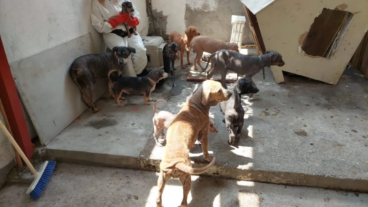 En Morelia existen cerca de "8 millones" de perros callejeros