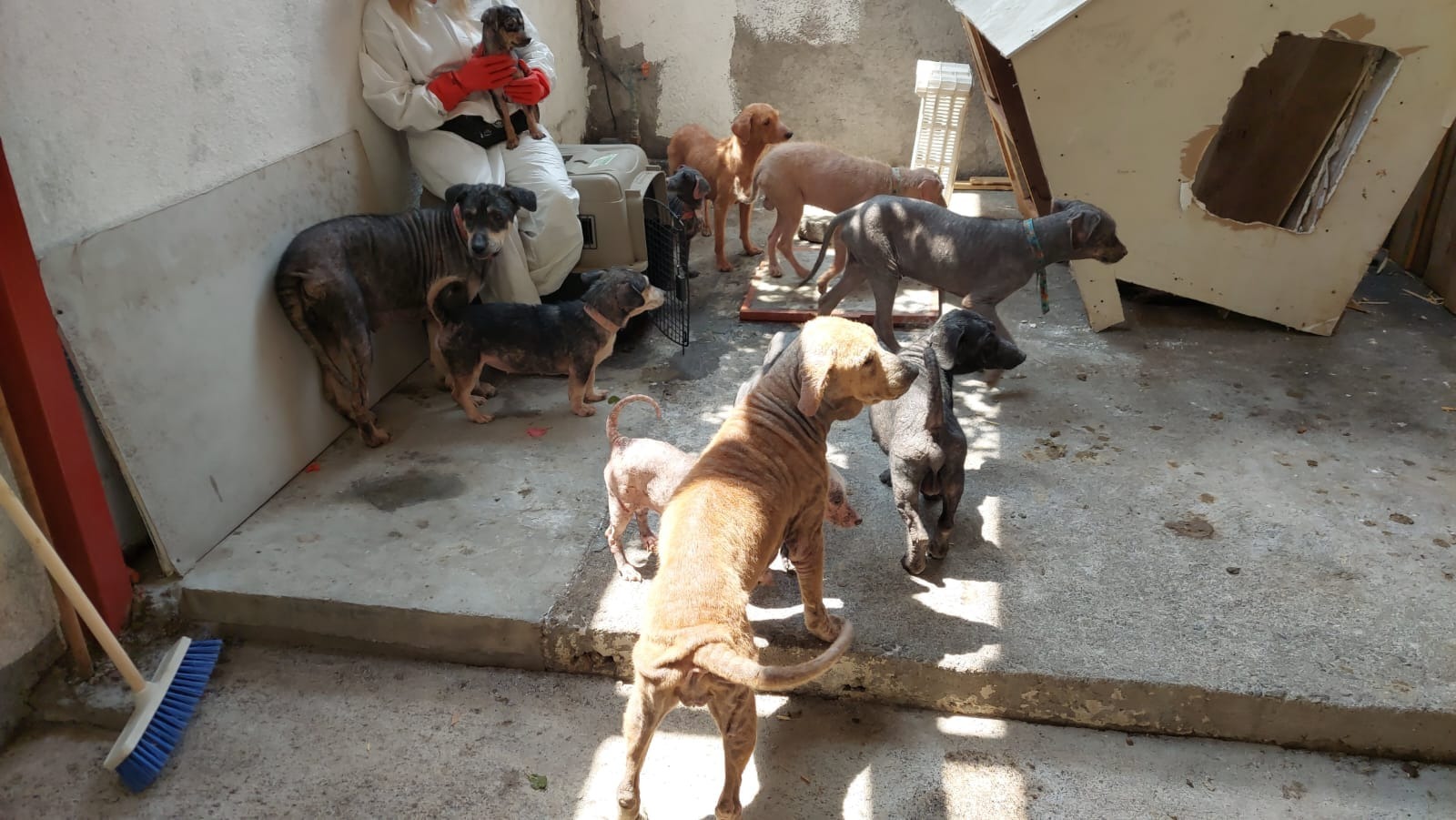 En Morelia existen cerca de "8 millones" de perros callejeros