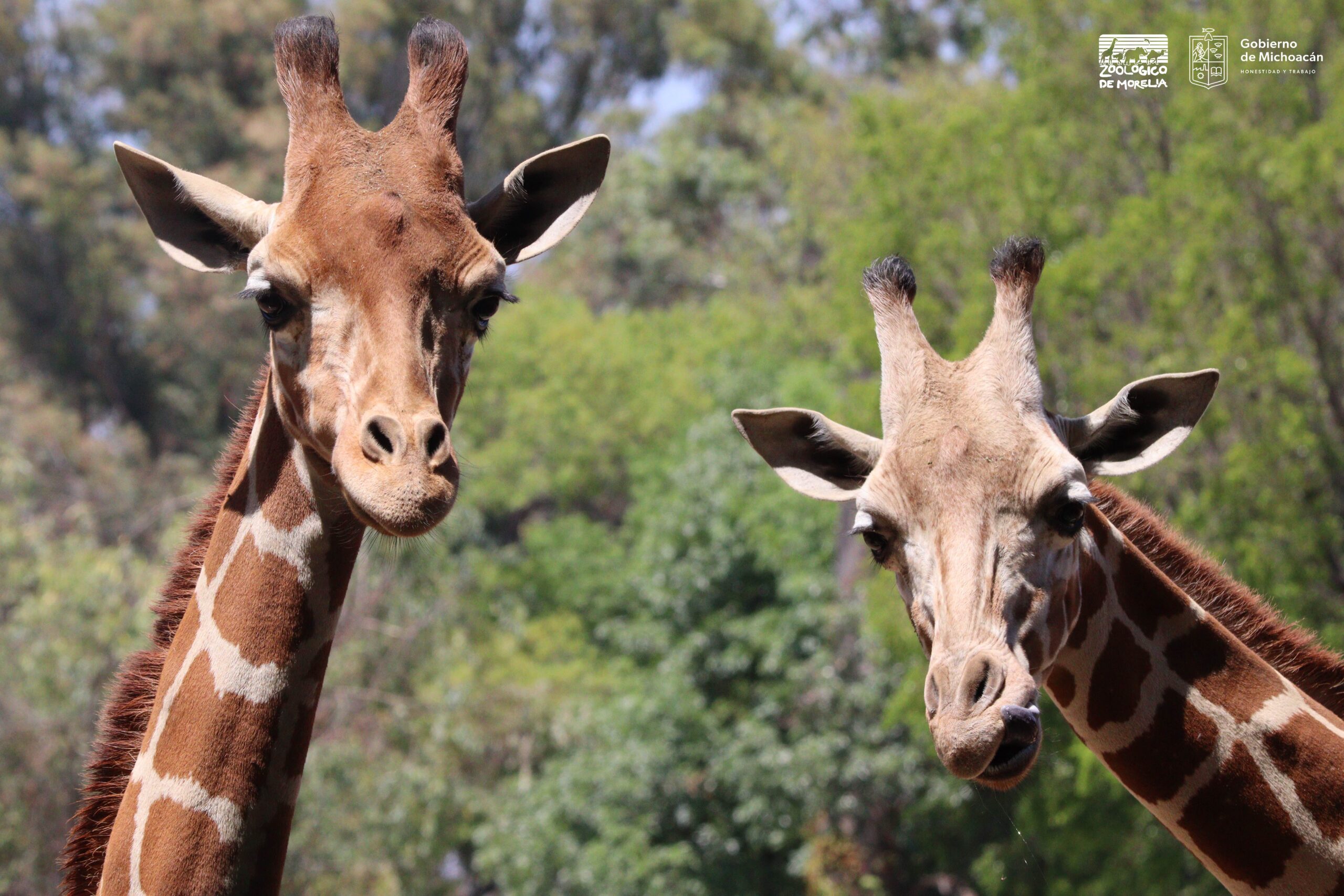 Murió "Muñeco", jirafa del Zoo de Morelia