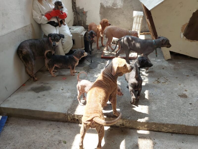 Localidades ubicadas con mayor violencia hacia mujeres coincide con las zonas de abandono y maltrato animal