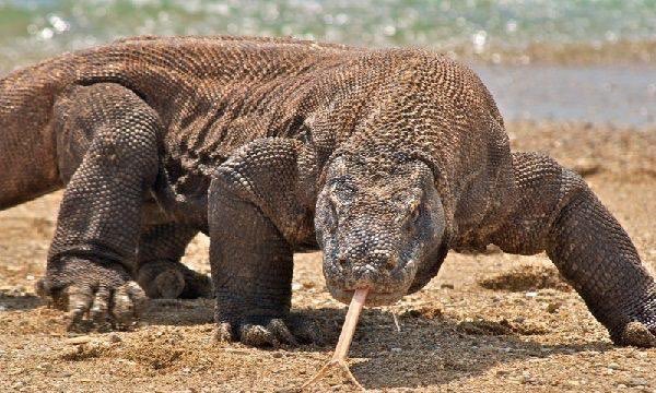 Tras ejemplar hallado en Celaya ¿sabes qué tan venenoso es un dragón de Komodo