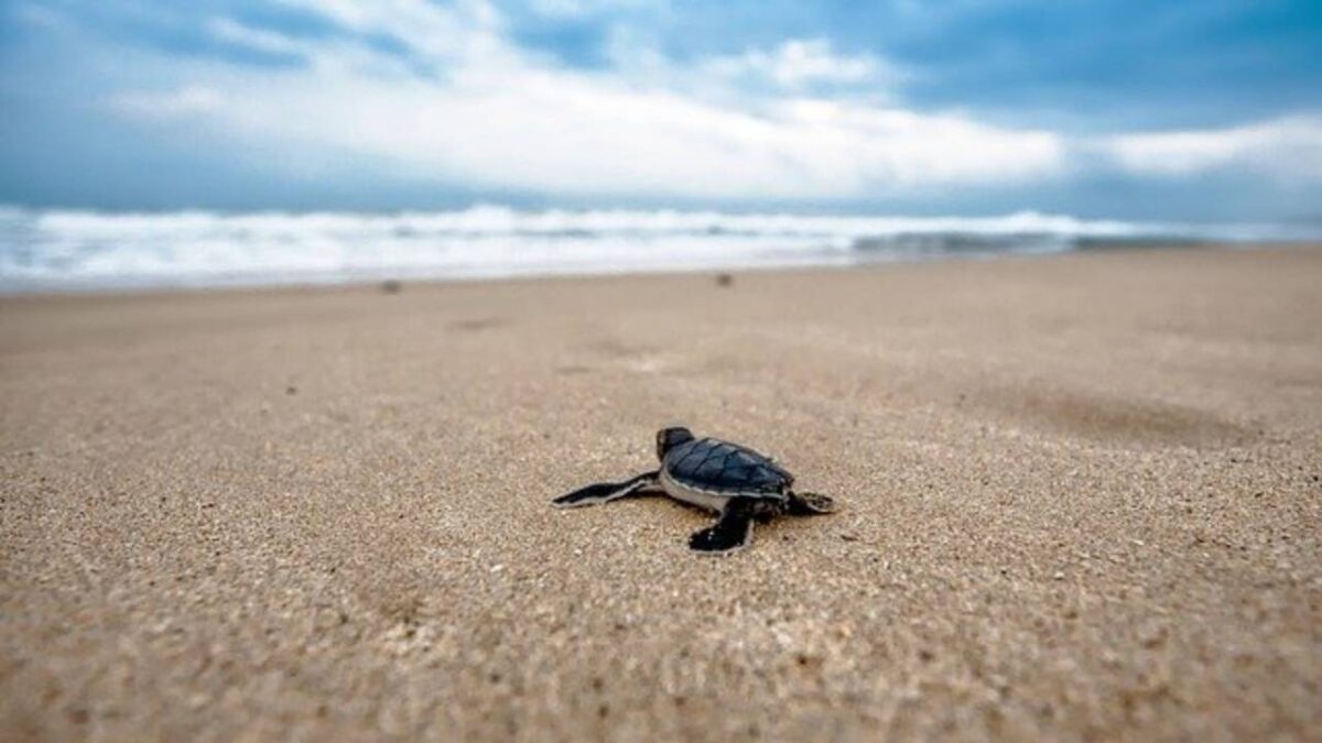 ¿Cuándo ver el desove y liberación de tortugas marinas en Michoacán?
