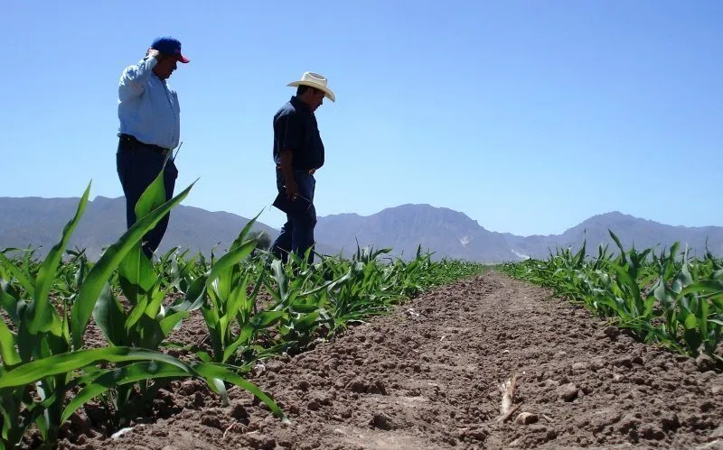 ¿Qué se produce en la Tierra Caliente de Michoacán?