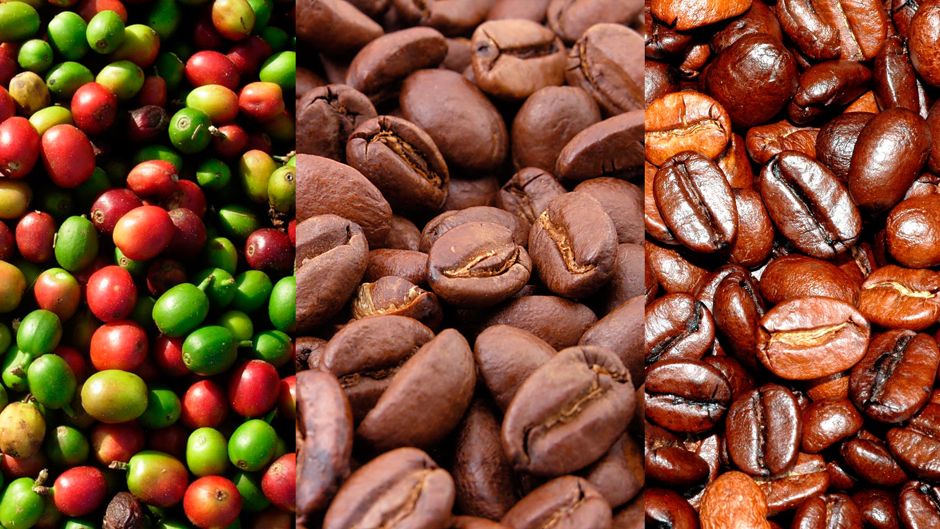 zonas de Michoacán que producen café