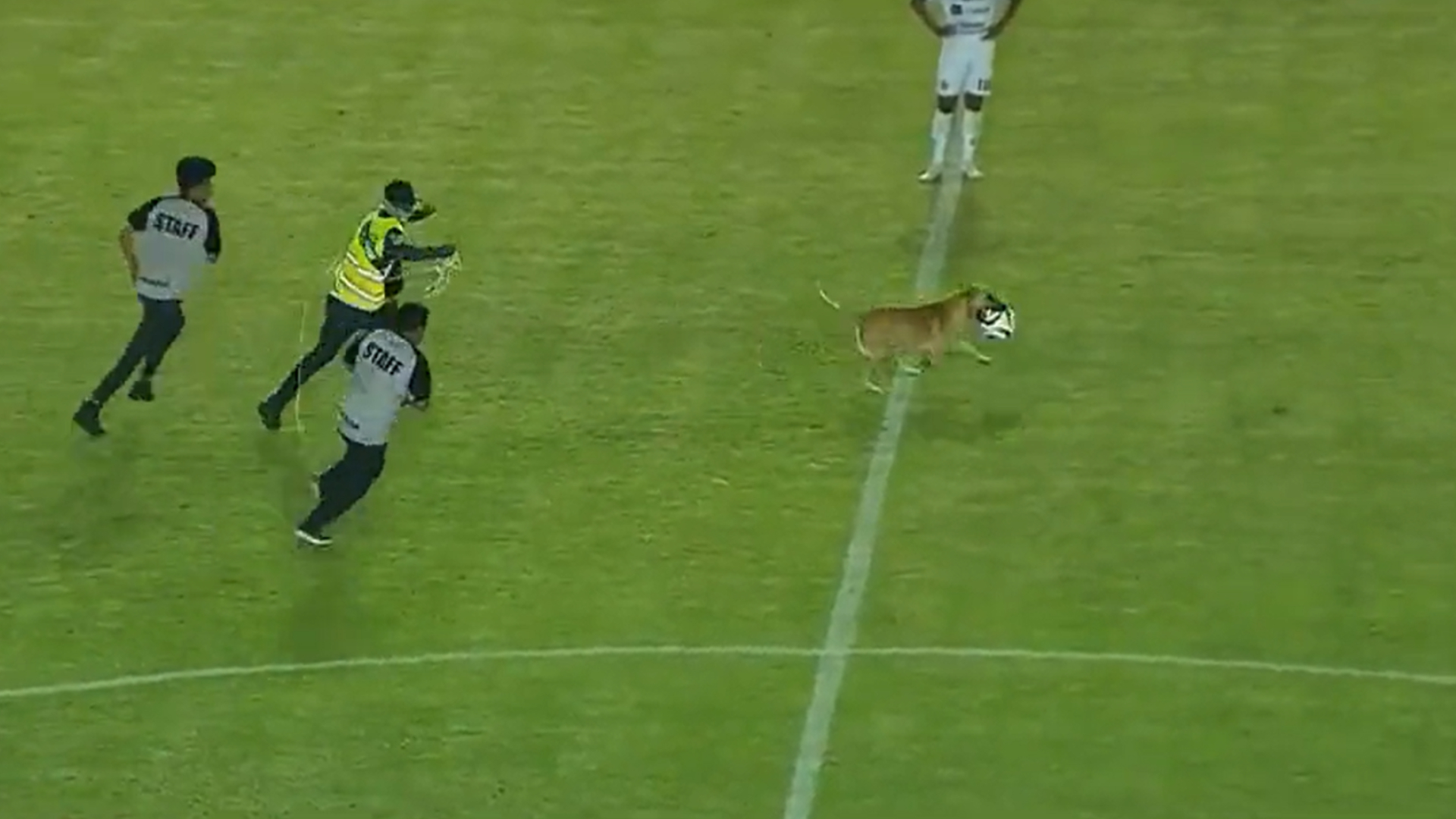 Perro demuestra a jugadores cómo tocar el balón
