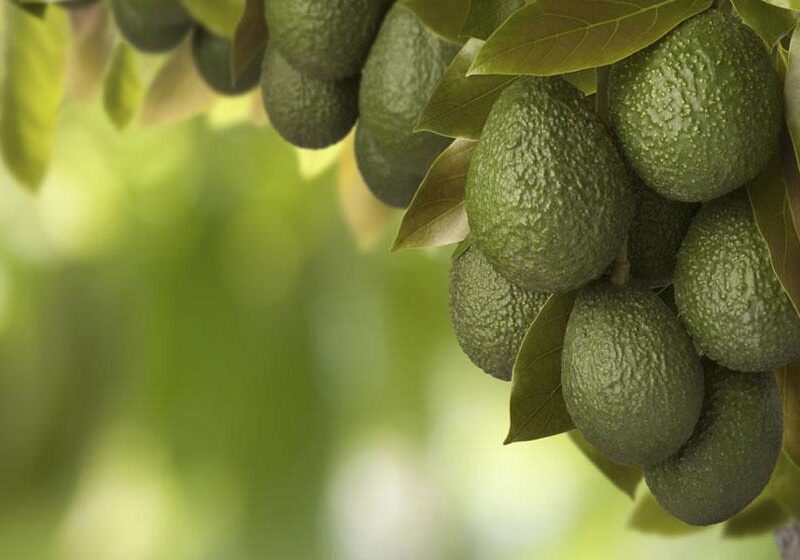 ¿Aguacate o palta, cuál es la diferencia