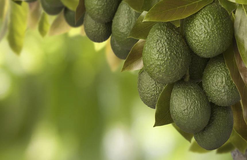 ¿Aguacate o palta, cuál es la diferencia