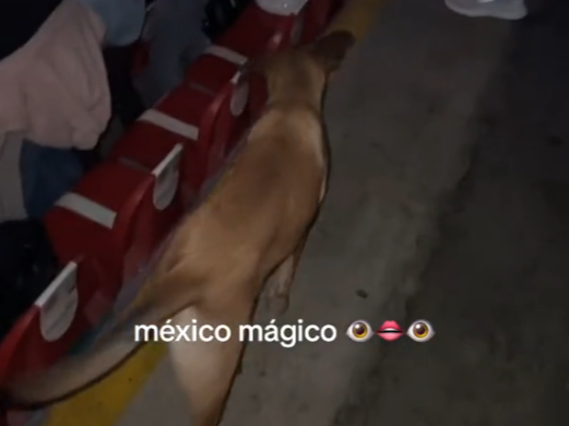 Perrito se coló a concierto de Black Eyed Peas