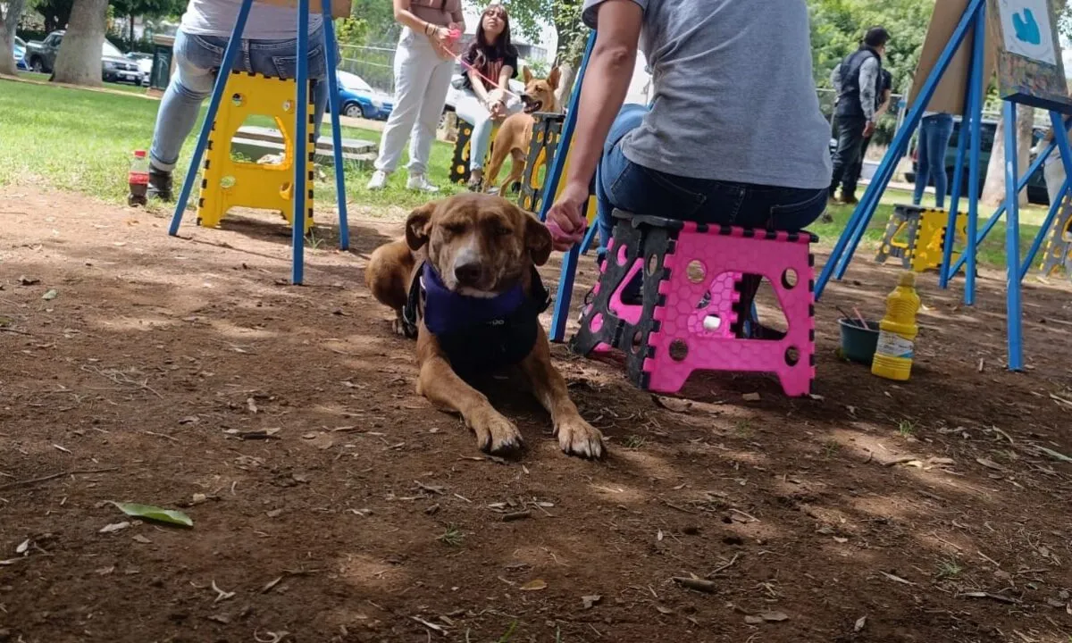 Implementarán operativo canino previo a Feria de la Catrina en Capula