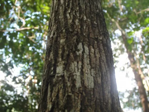 Granadillo madera preciosa de Michoacán