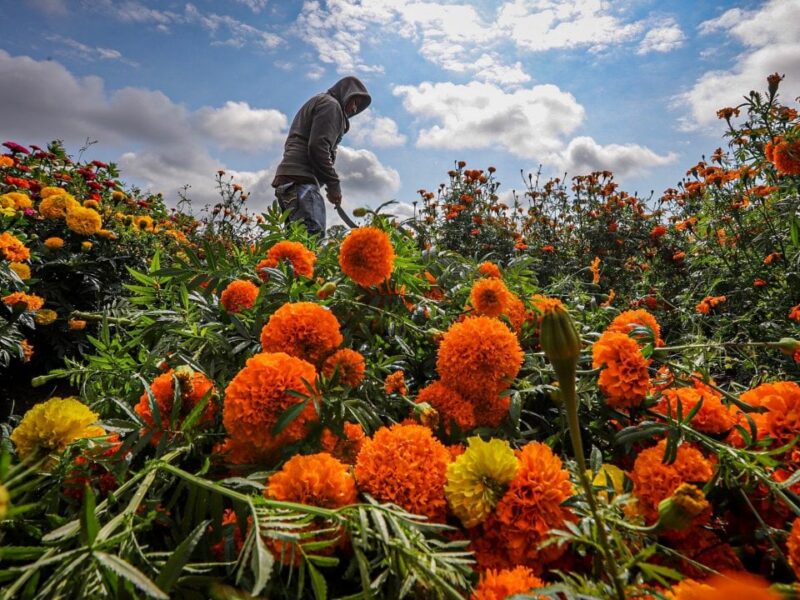 Estos son los gigantes en producción de cempasúchil en Michoacán