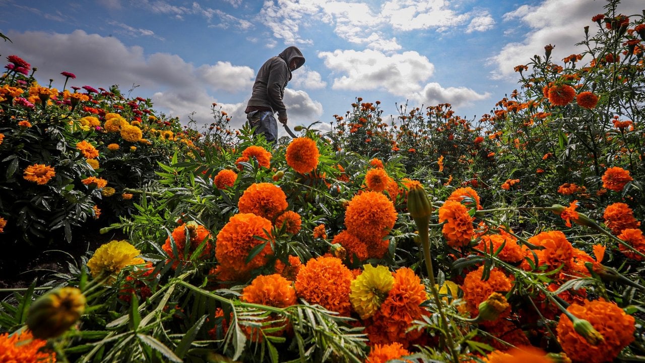 Estos son los gigantes en producción de cempasúchil en Michoacán