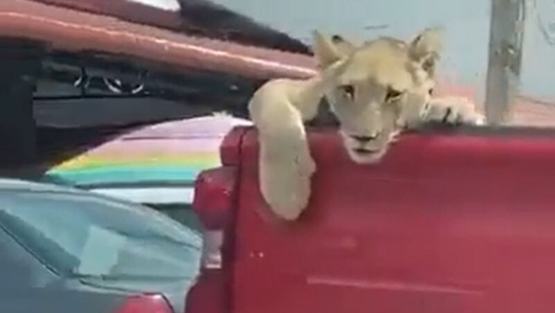 video de león en Palenque