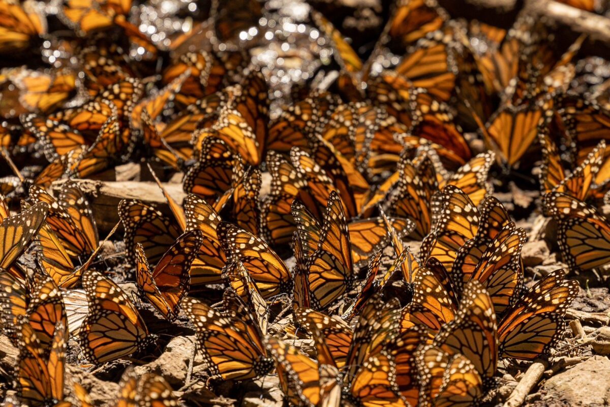 Arriba mariposa monarca a santuarios