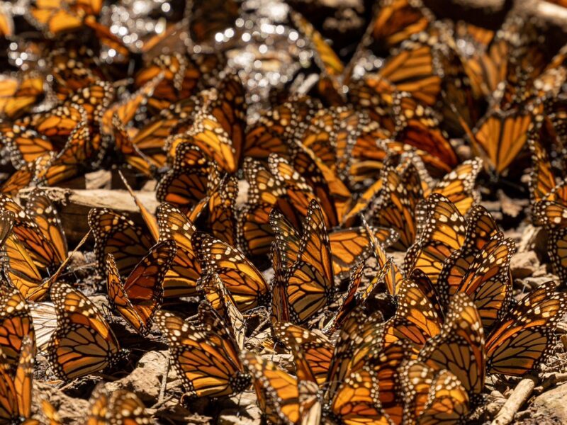 Arriba mariposa monarca a santuarios
