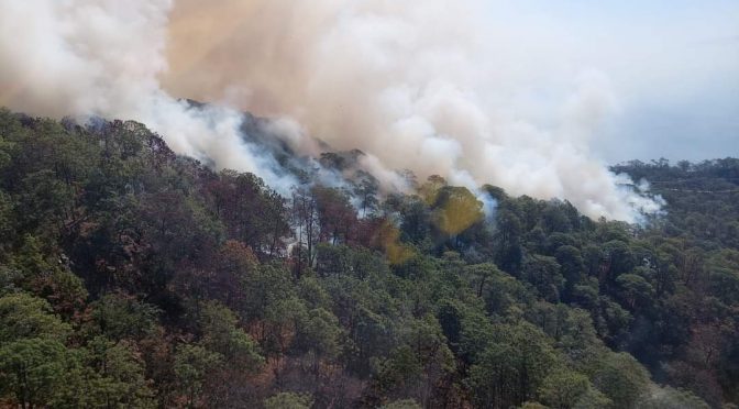 Aumento presupuestal de COFOM a producción de árbol y combate a incendios forestales