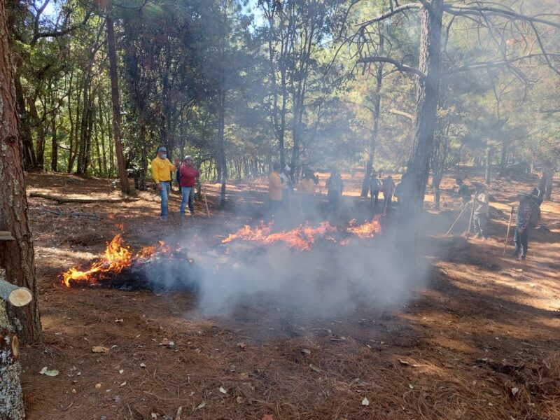 Aumento presupuestal de COFOM a producción de árbol y combate a incendios forestales
