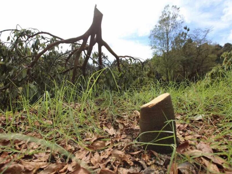 Buscan de 2 a 9 años de prisión en delitos forestales específicos