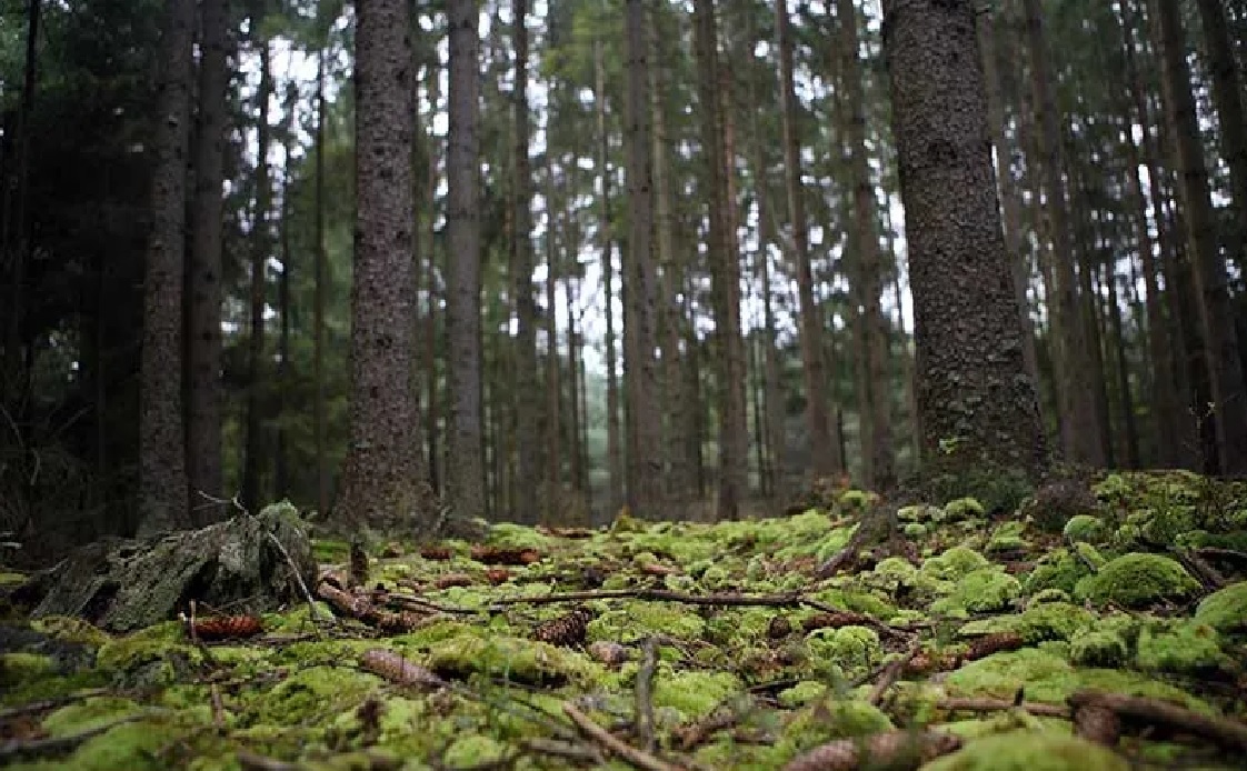 Dañadas 7 mil hectáreas de bosque michoacano; mariposa monarca y lago de Pátzcuaro los afectados