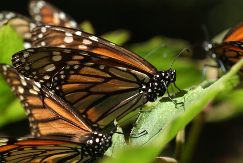 Mariposa monarca