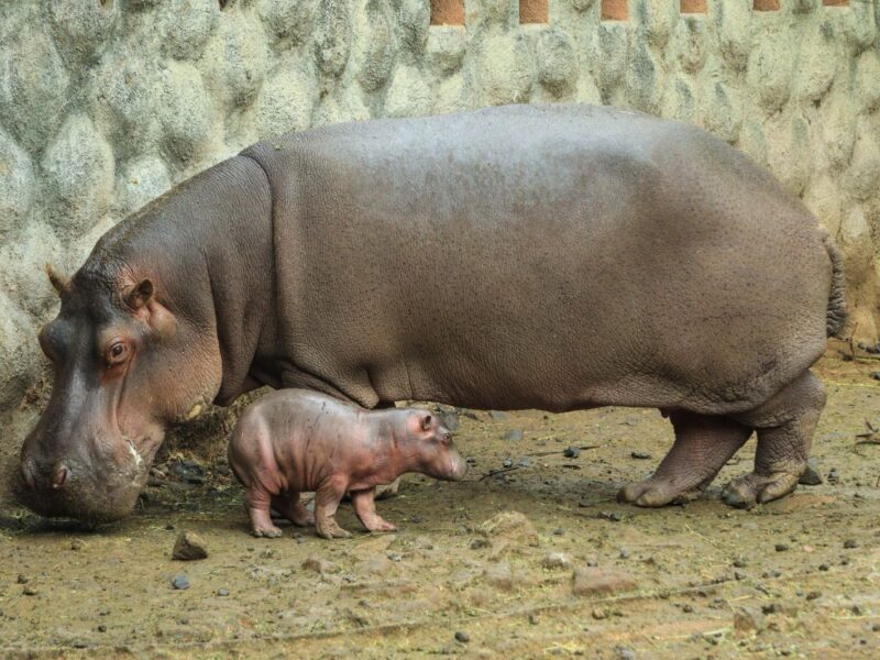 Nace en Zoológico de Morelia bebé hipopótamo del Nilo