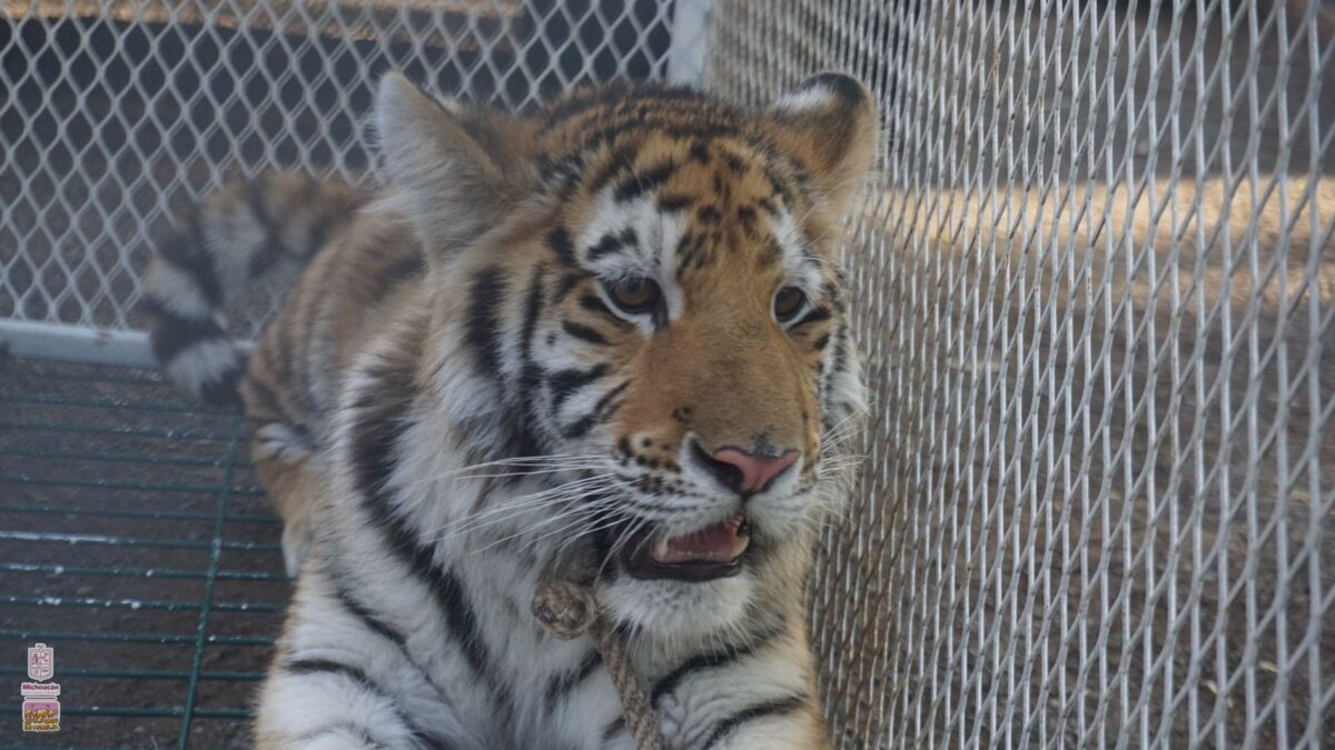 zoológico de Morelia felinos rescatados