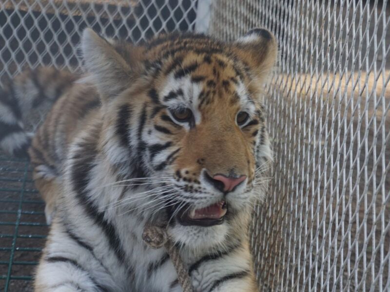 zoológico de Morelia felinos rescatados
