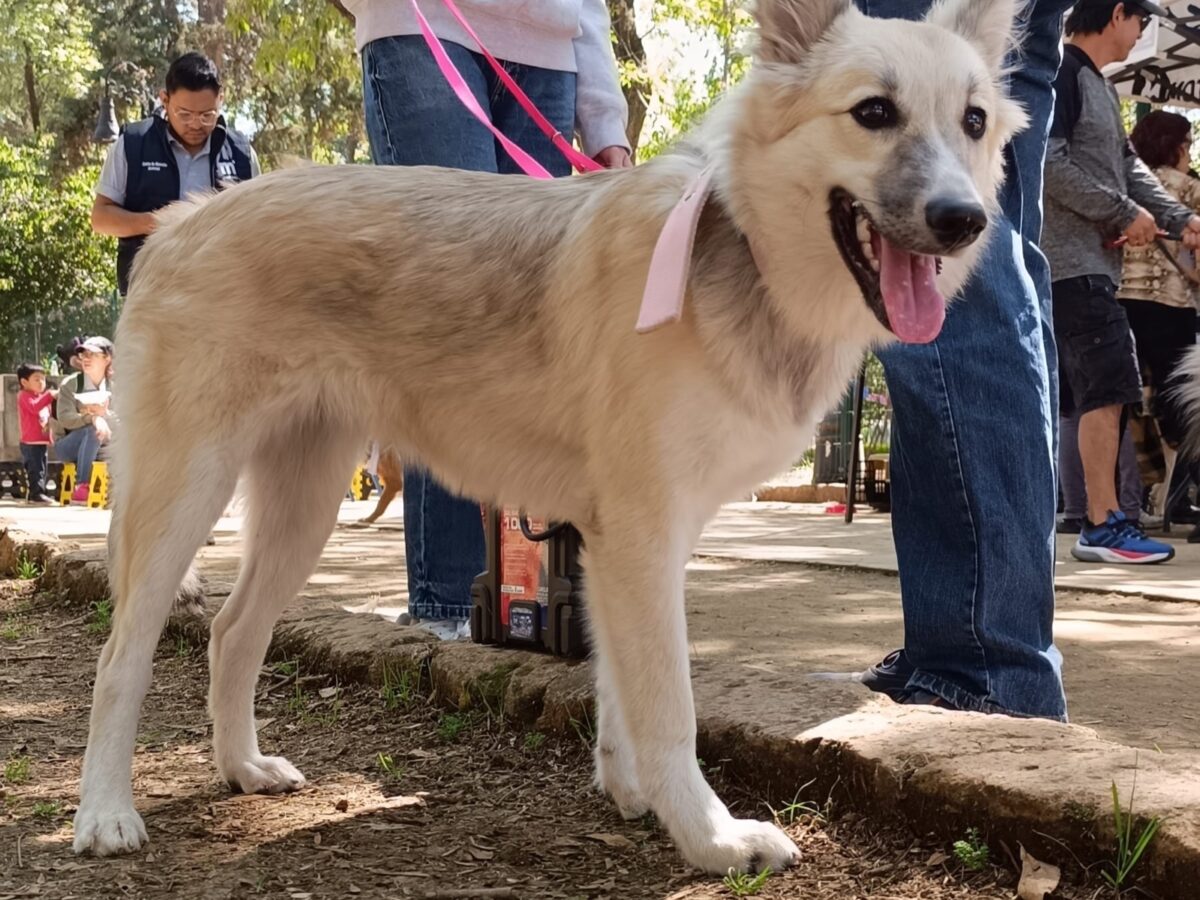 Caravana perruna, adopción en vez de compra de animales