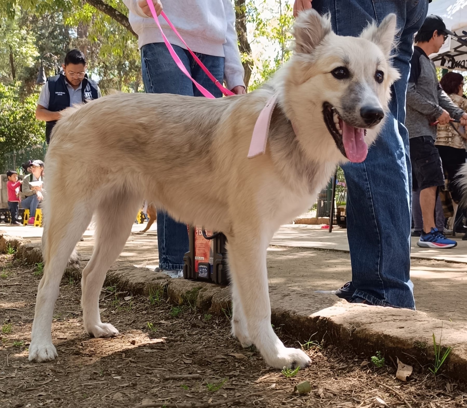 Caravana perruna, adopción en vez de compra de animales