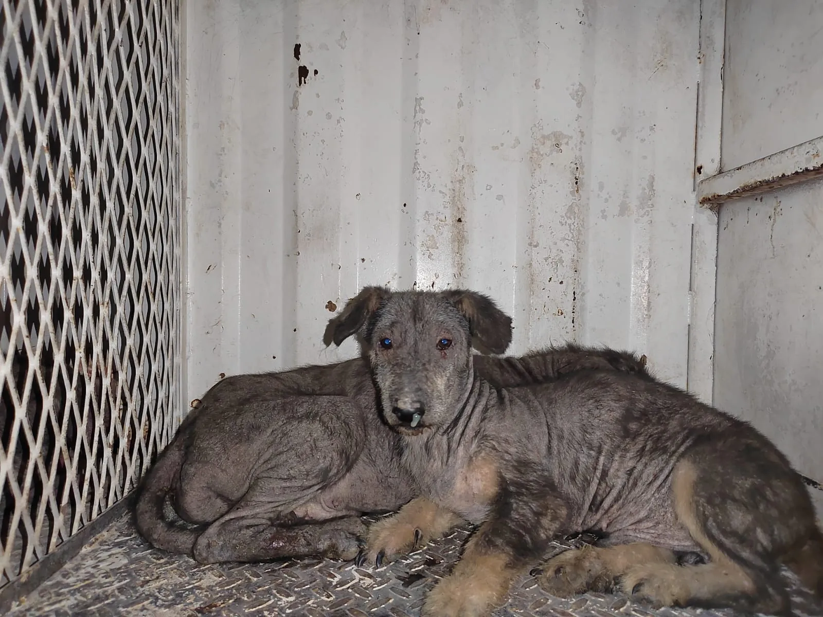 Crecen cifras por maltrato animal en Morelia
