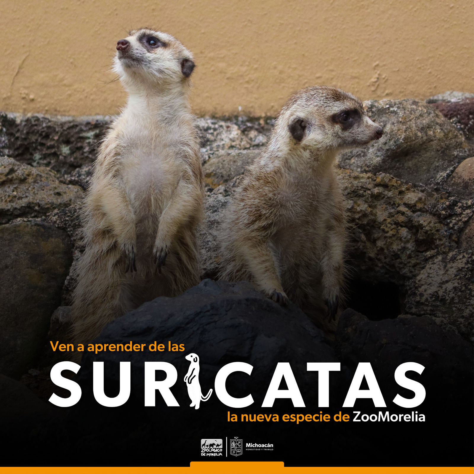 suricatas Zoológico de Morelia