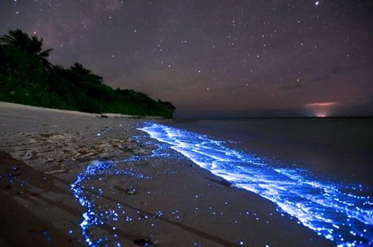 playas de México bioluminiscencia 
